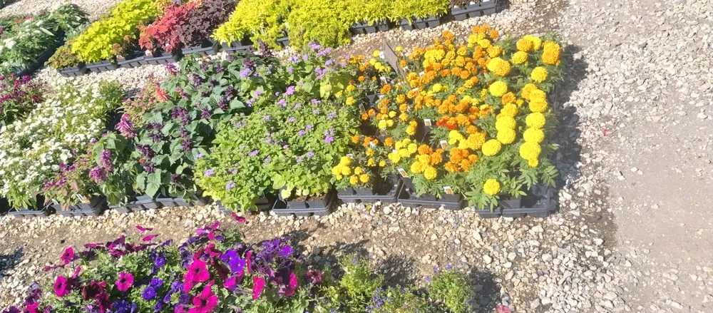 Expert landscape design in Lake Charles, LA - Leah Runnels