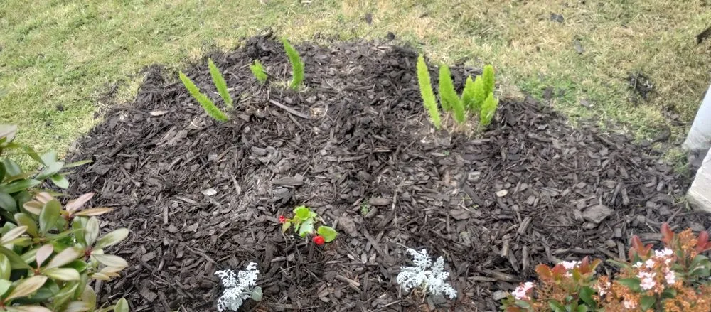 Trusted garden landscaping in Lake Charles, LA - Leah Runnels