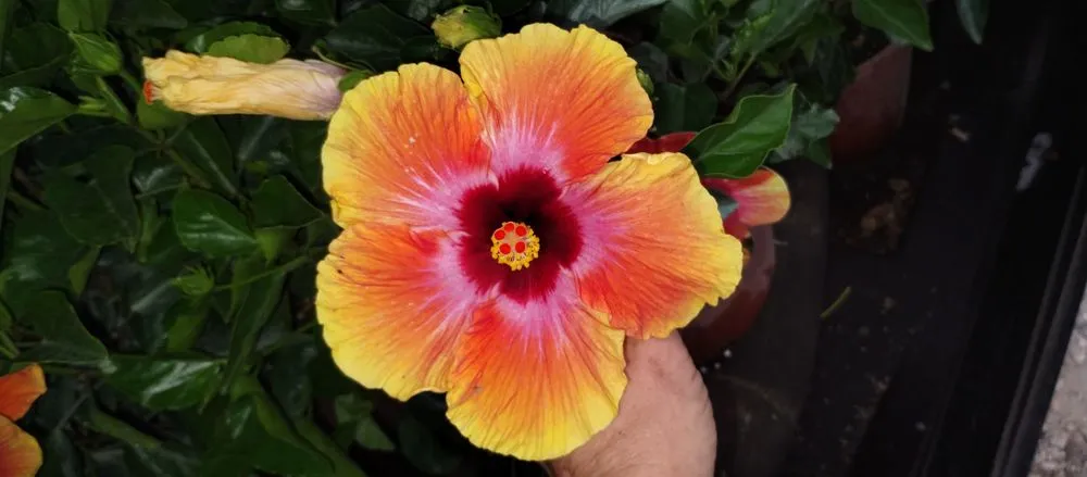 Professional outdoor landscaping experts serving Lake Charles, LA - Leah Runnels