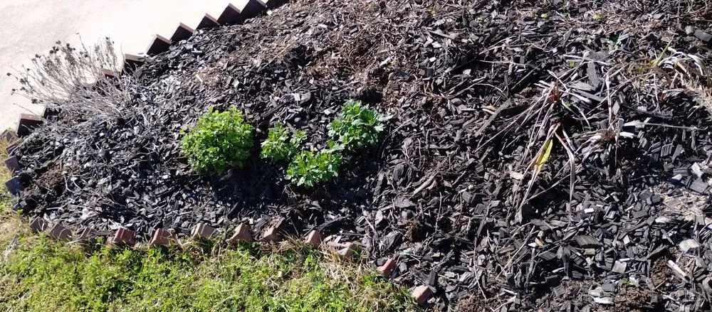 Affordable landscape installation for residential properties in Lake Charles, LA by Leah Runnels