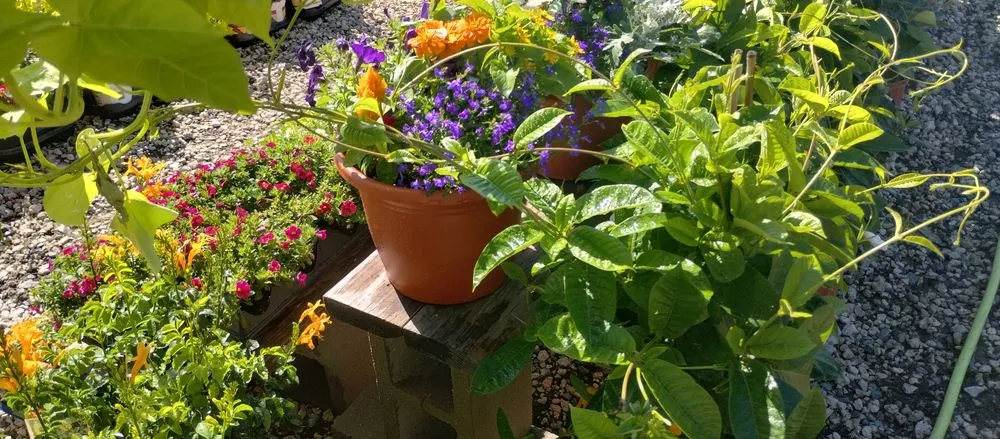 Reliable garden landscaping near you across Lake Charles, LA - Leah Runnels