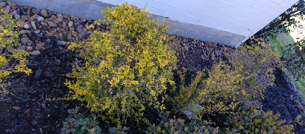 Affordable garden landscaping for beautiful yards in Lake Charles, LA by Leah Runnels