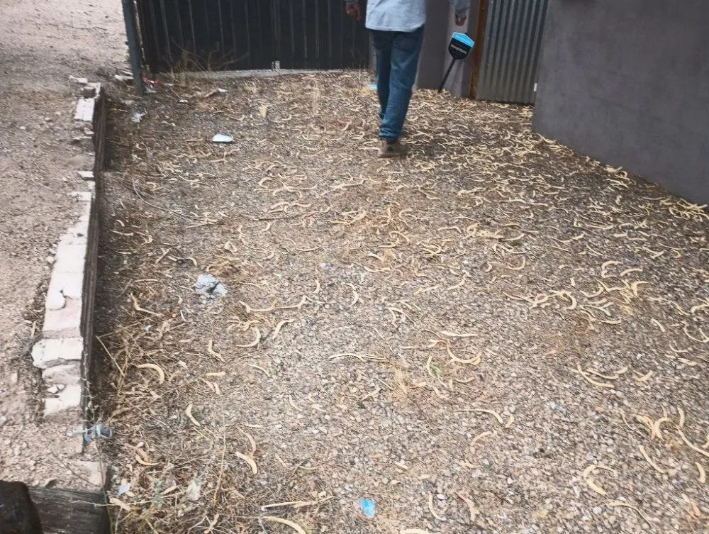 Custom landscape installation for outdoor upgrades across Tucson, AZ - Leah's Landscaping