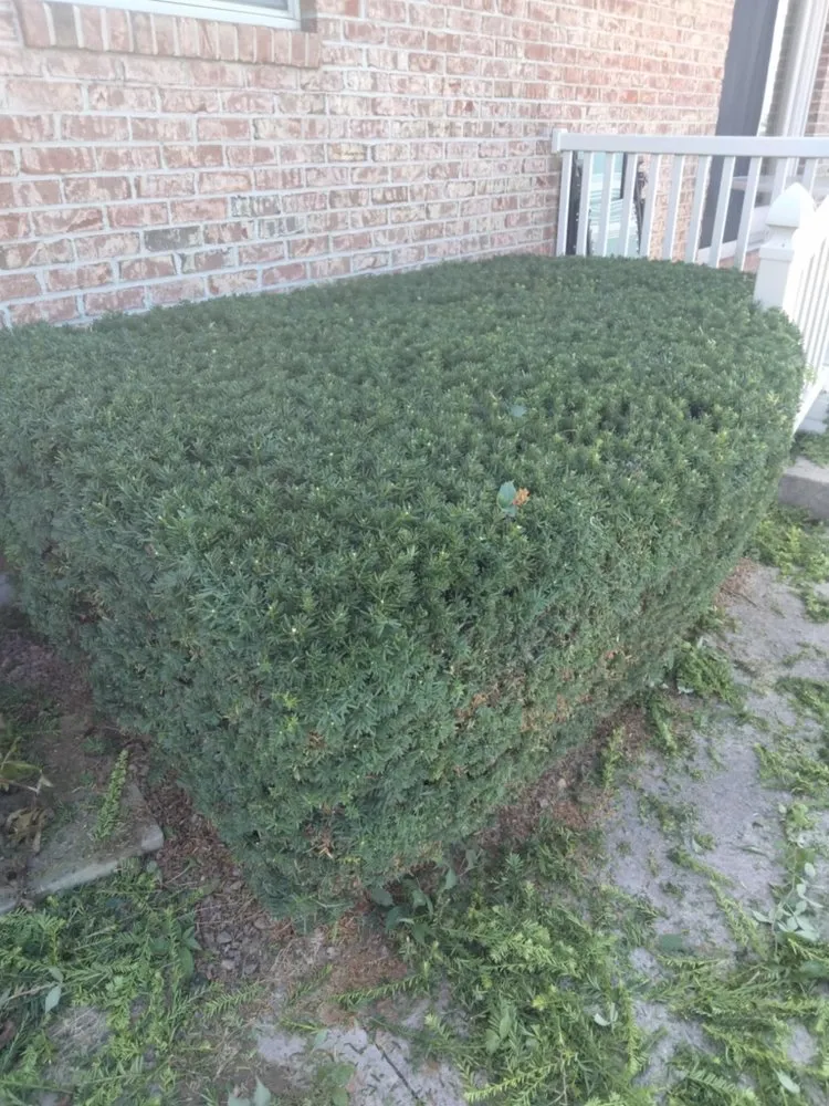 Professional lawn care service in Indianapolis, IN - Leal Landscaping