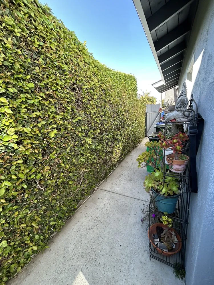 Local yard maintenance for year-round maintenance across Huntington Beach, CA - Leal's Landscaping