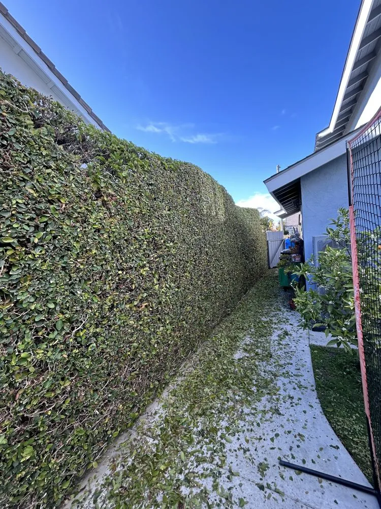 Local landscape installation with custom design in Huntington Beach, CA by Leal's Landscaping