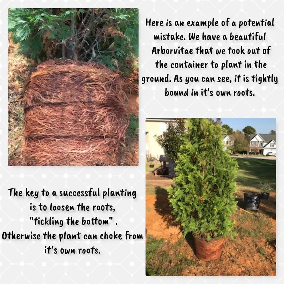 Affordable landscaping services for residential properties in Fuquay-Varina, NC by Leapfrog Landcare