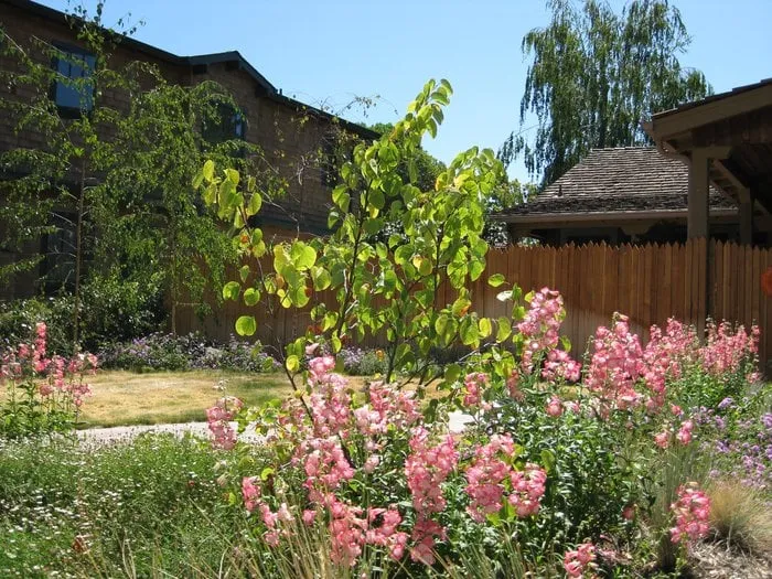 Trusted landscaping services in San Jose, CA by Leaping Designs