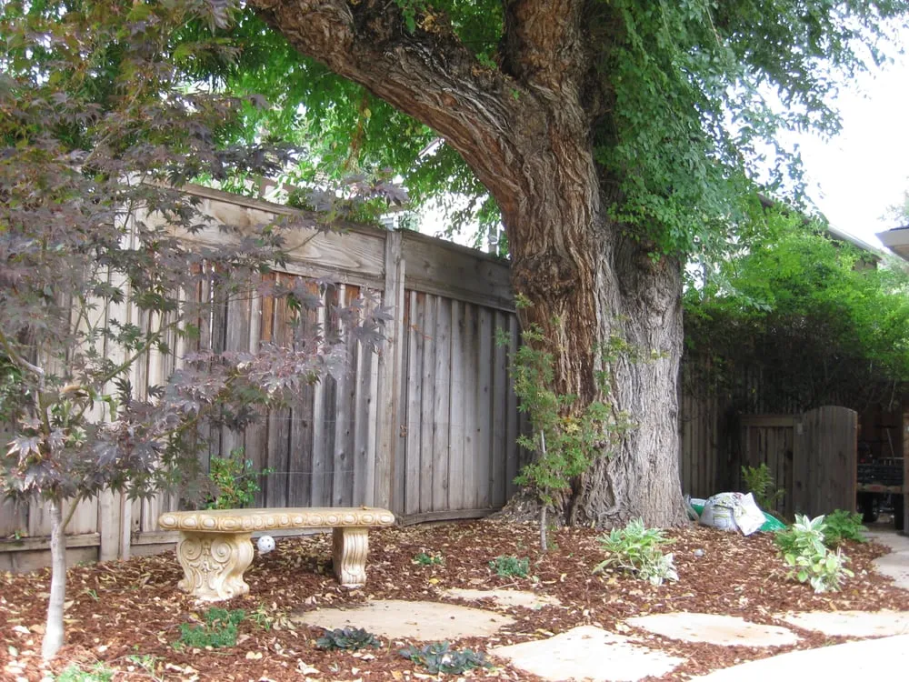 Affordable lawn mowing service experts serving San Jose, CA - Leaping Designs