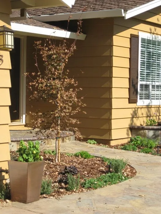 Reliable lawn mowing service experts serving San Jose, CA - Leaping Designs