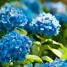 Top-rated residential landscaping for residential properties in Manahawkin, NJ by Leary's Landscaping