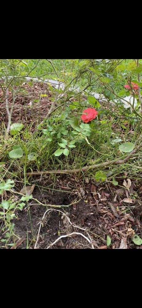 Custom yard cleanup service experts serving Kenner, LA - Lea's Lawncare Maintenance