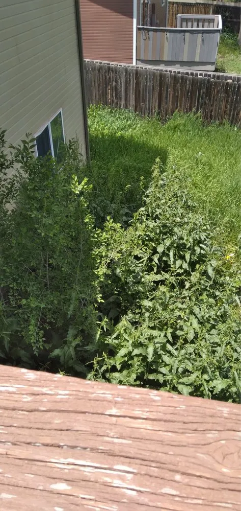 Top-rated lawn mowing service for residential properties across Denver, CO - Leaves Landscaping