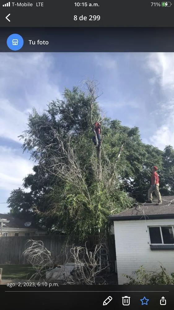 Local yard cleanup service in Denver, CO - Leaves Landscaping
