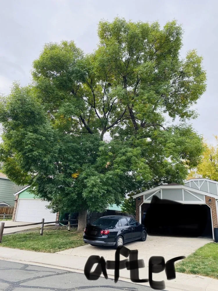 Local yard maintenance for year-round maintenance in Denver, CO by Leaves Landscaping