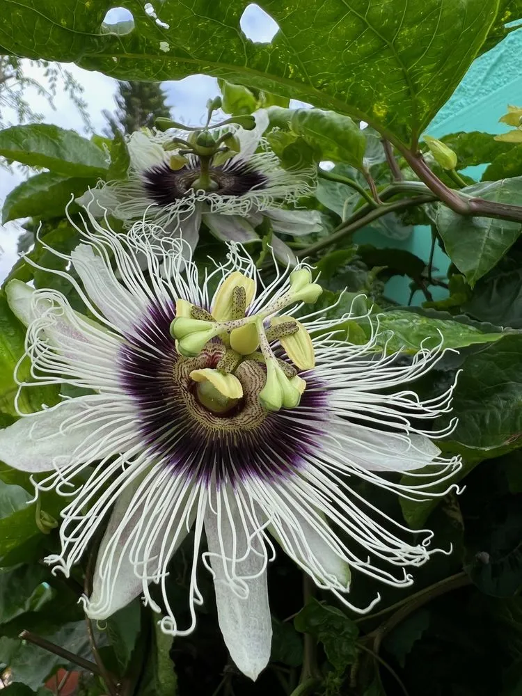 Expert landscaping services in Englewood, FL - Leawood