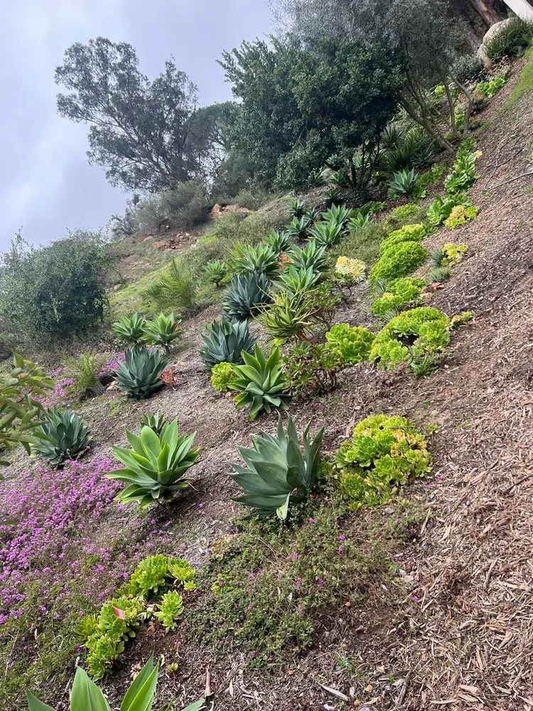 Custom landscape design in Oxnard, CA by Ledesma Landscape