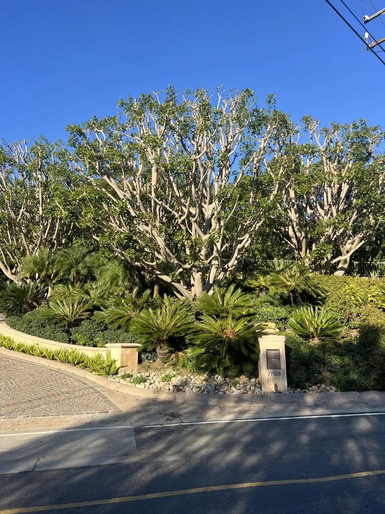 Custom lawn care service in Oxnard, CA by Ledesma Landscape