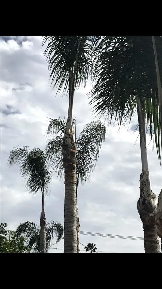 Affordable landscape design experts serving San Diego, CA - Ledesma's Hauling & Landscaping