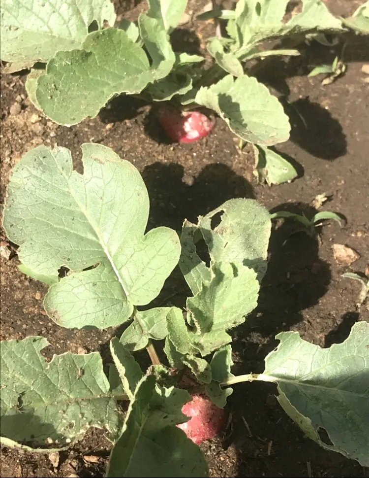 Local landscape design experts serving San Diego, CA - Ledesma's Hauling & Landscaping