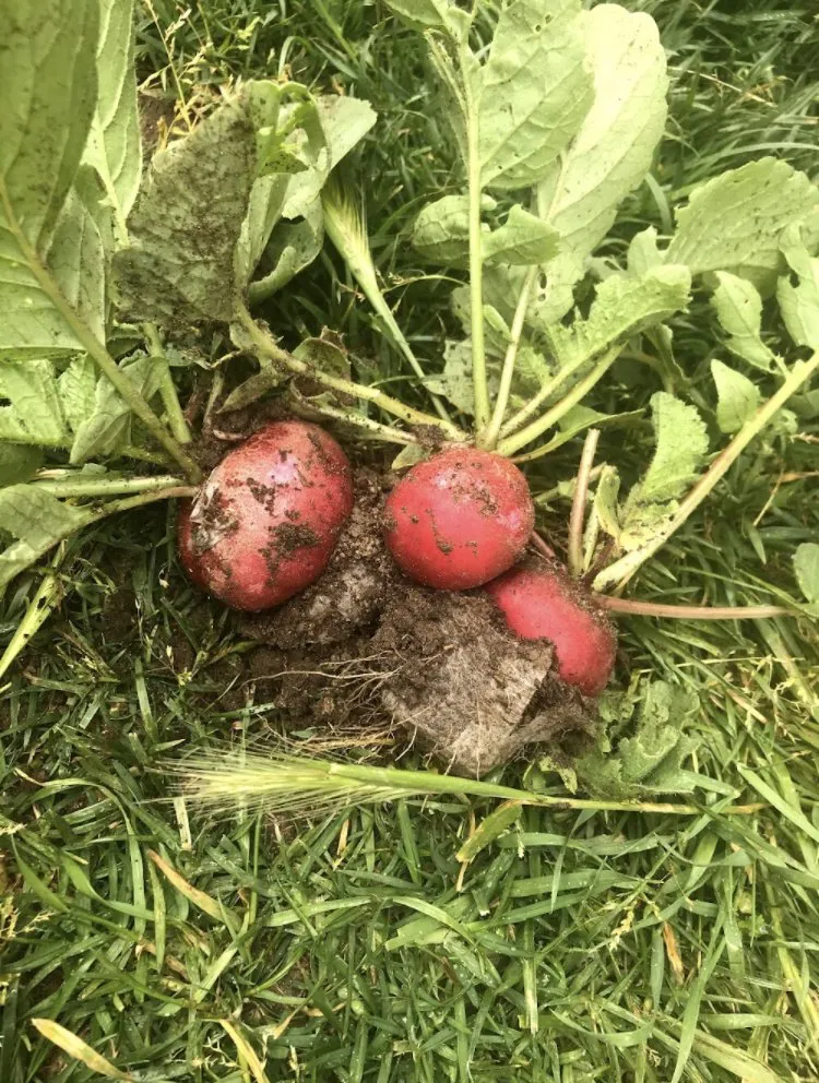 Professional lawn care service for beautiful yards in San Diego, CA by Ledesma's Hauling & Landscaping