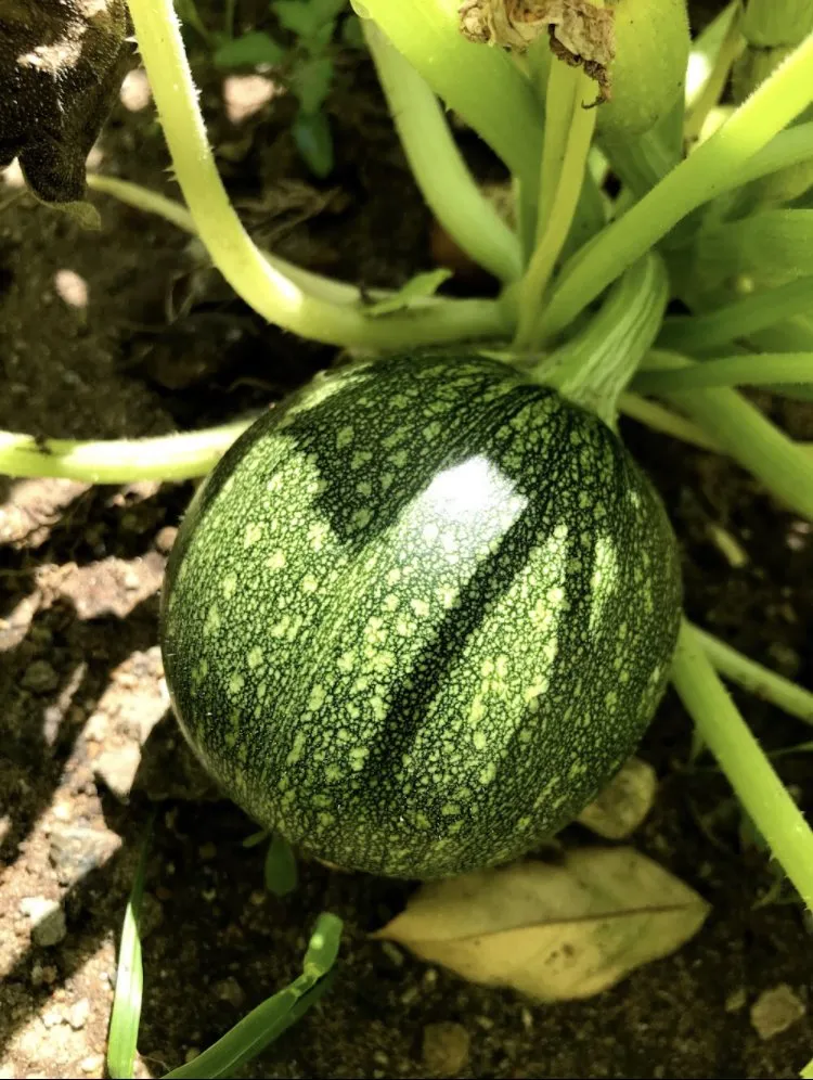 Local garden landscaping in San Diego, CA - Ledesma's Hauling & Landscaping