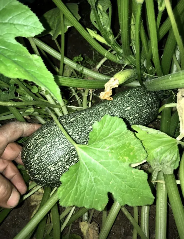 Trusted outdoor landscaping in San Diego, CA - Ledesma's Hauling & Landscaping