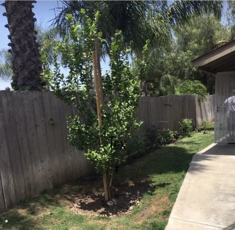 Top-rated yard cleanup service in San Diego, CA - Ledesma's Hauling & Landscaping