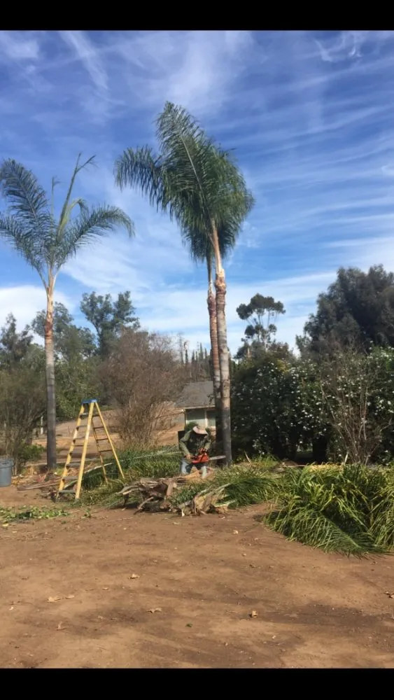 Expert lawn care service with custom design across San Diego, CA - Ledesma's Hauling & Landscaping