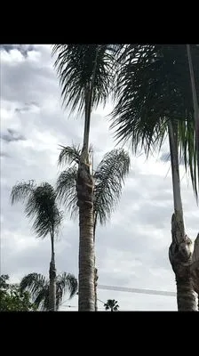 Ledesma's Hauling & Landscaping Logo