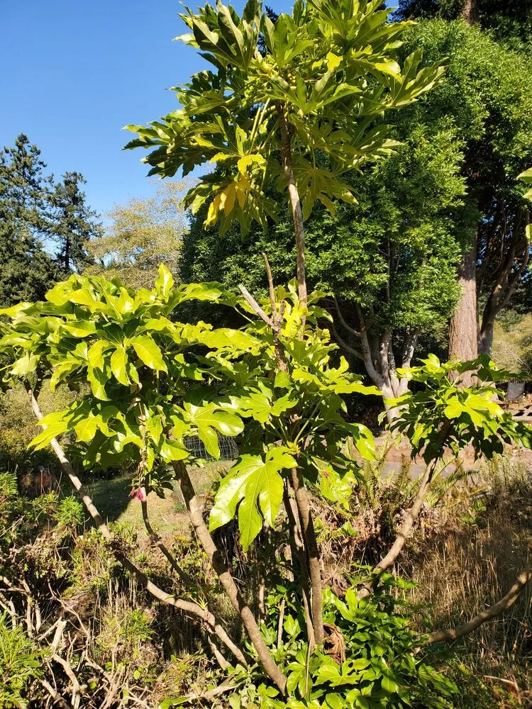 Expert landscaping services near you across Brookings, OR - Ledford's Lawn Care