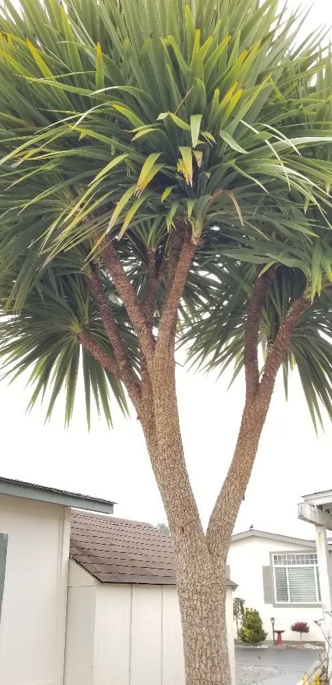 Top-rated landscaping services for beautiful yards in Brookings, OR by Ledford's Lawn Care