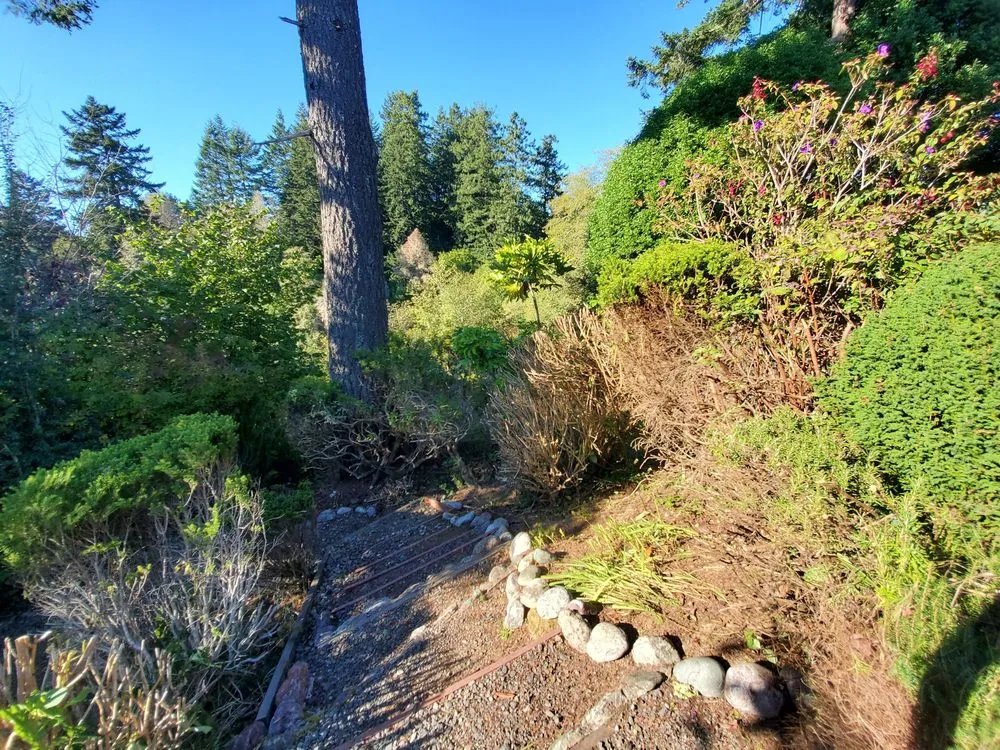 Reliable yard cleanup service in Brookings, OR by Ledford's Lawn Care