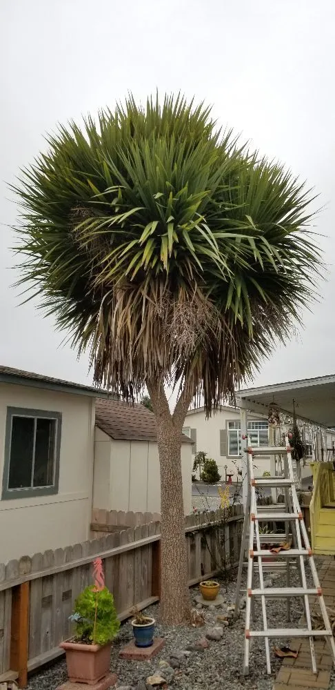 Local yard maintenance for year-round maintenance across Brookings, OR - Ledford's Lawn Care