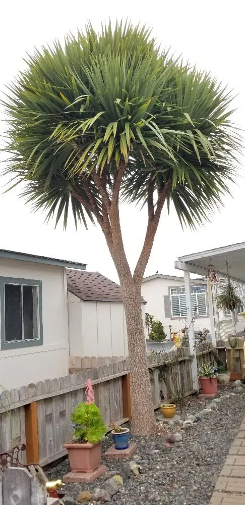 Local landscape design in Brookings, OR - Ledford's Lawn Care