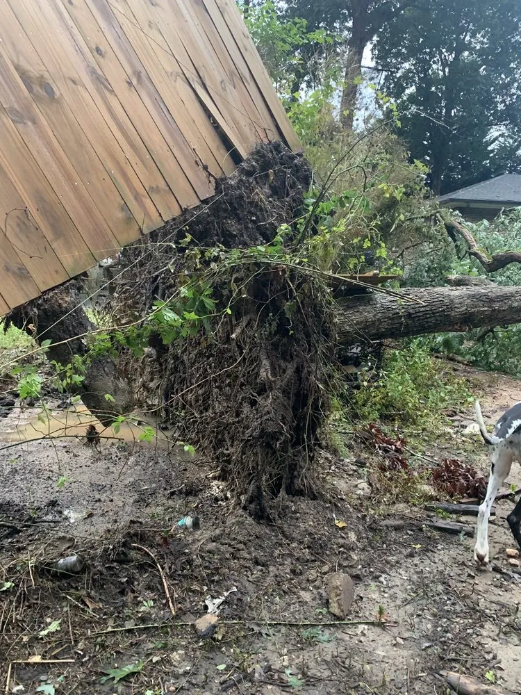 Local landscape design for year-round maintenance in Tucker, GA by Lee Jr Tree & Landscaping