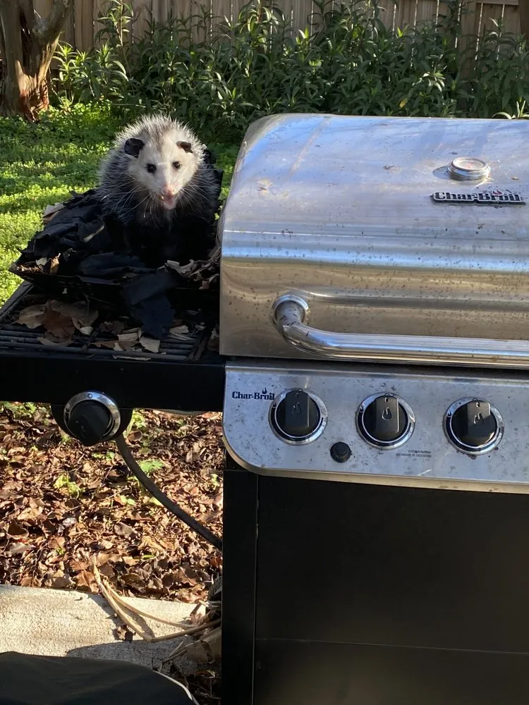 Custom yard cleanup service near you in Pensacola, FL by Lee Lawn and Garden