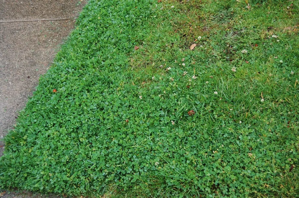 Professional garden landscaping in Burlingame, CA by Lee's Gardening Service