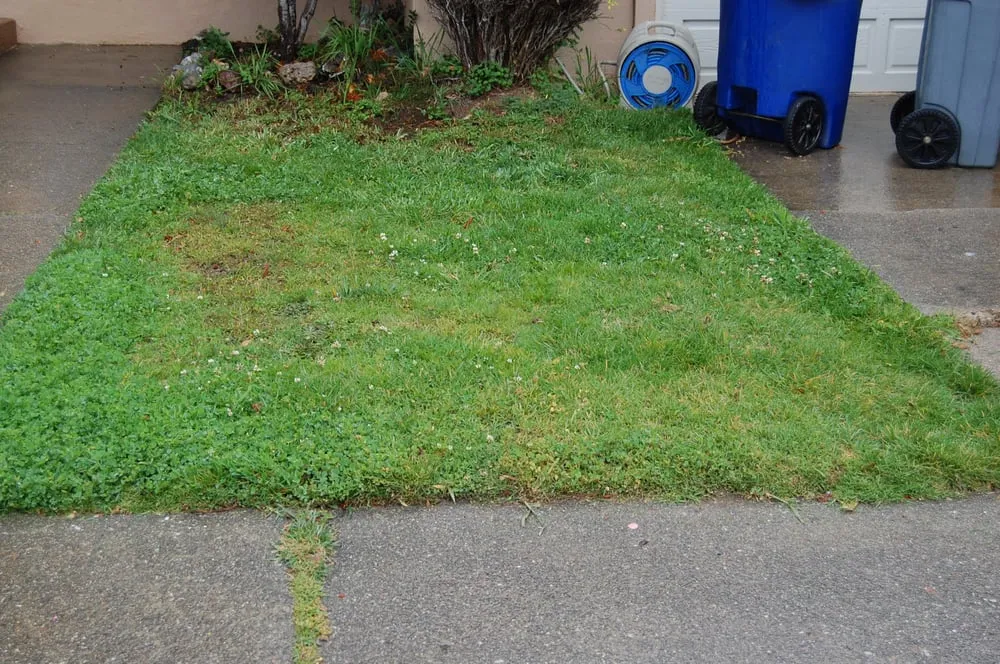 Local outdoor landscaping experts serving Burlingame, CA - Lee's Gardening Service