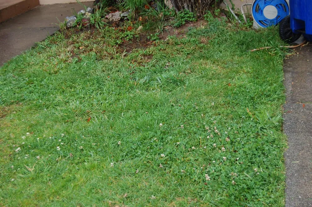 Trusted landscape installation experts serving Burlingame, CA - Lee's Gardening Service