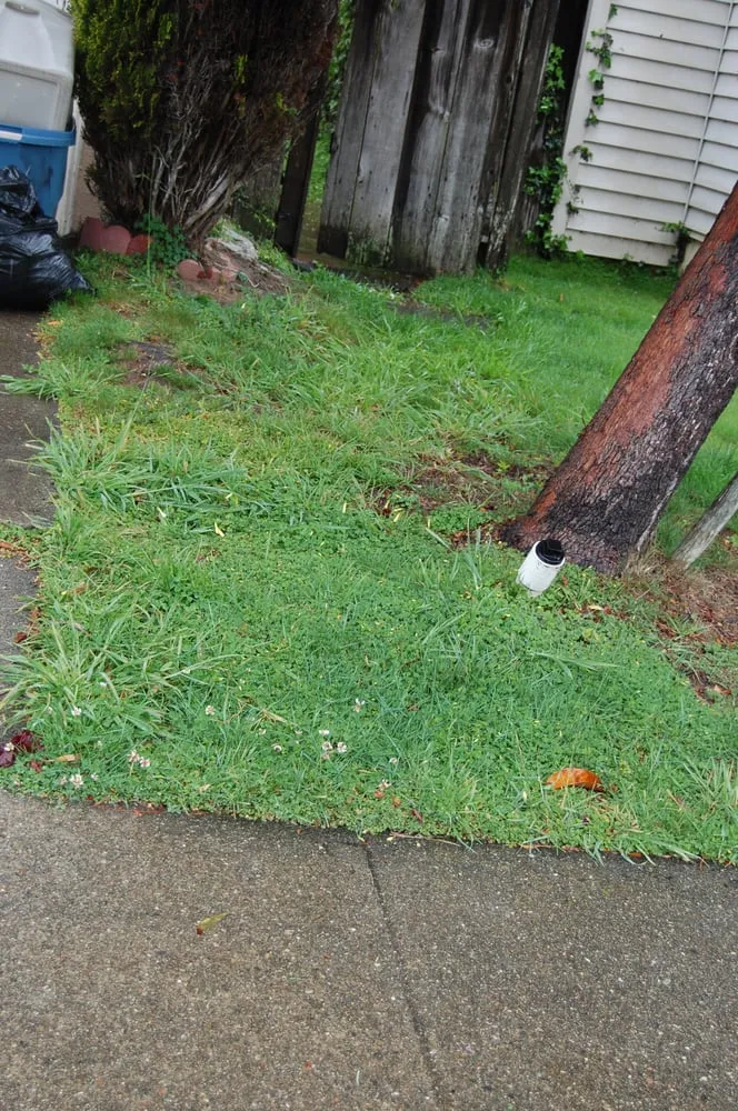 Reliable lawn mowing service in Burlingame, CA by Lee's Gardening Service