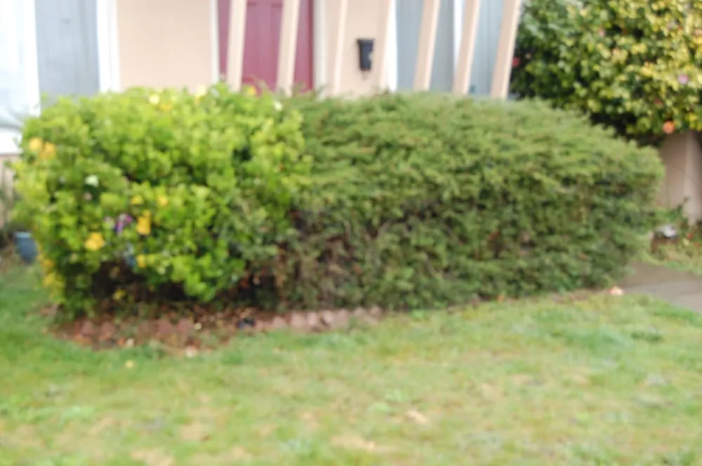 Affordable residential landscaping for beautiful yards in Burlingame, CA by Lee's Gardening Service