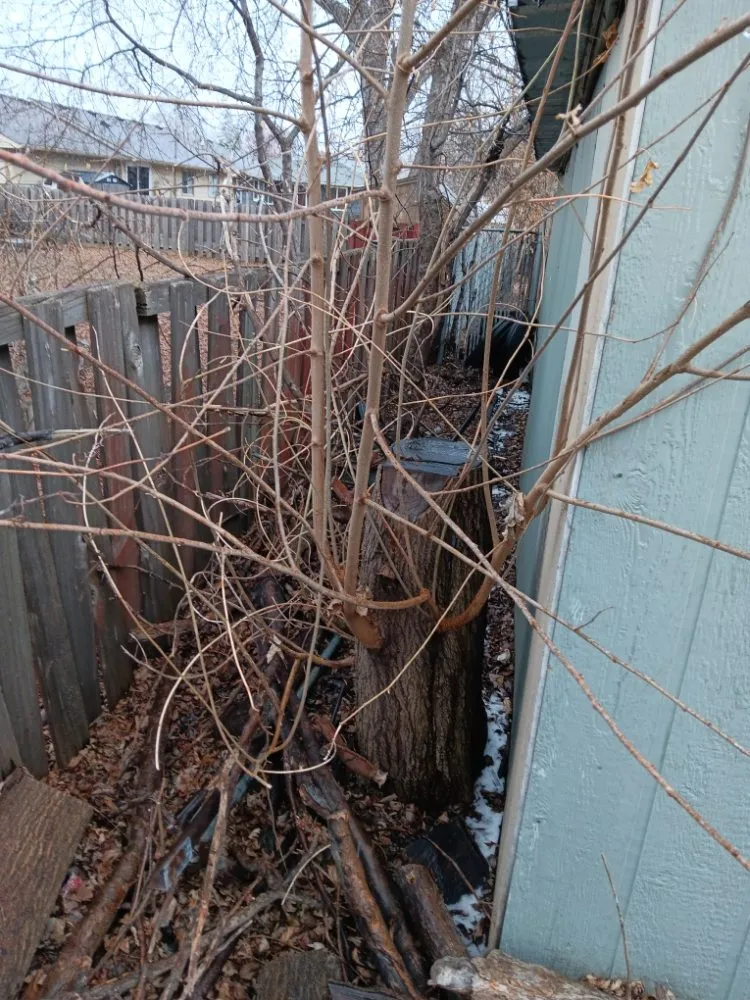 Top-rated garden landscaping near you across Prior Lake, MN - Lees Labor