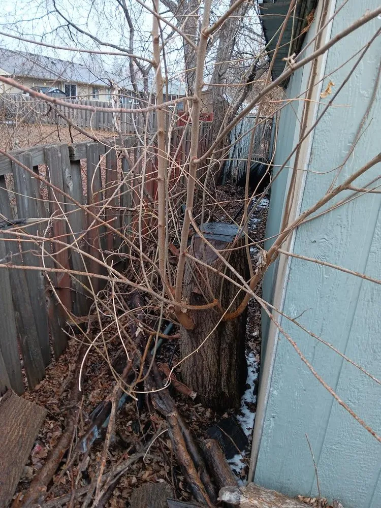 Local residential landscaping experts serving Prior Lake, MN - Lees Labor