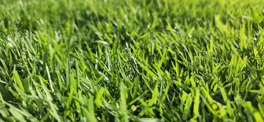 Expert outdoor landscaping near you across Four Oaks, NC - Lee's Landscaping & Lawn Care