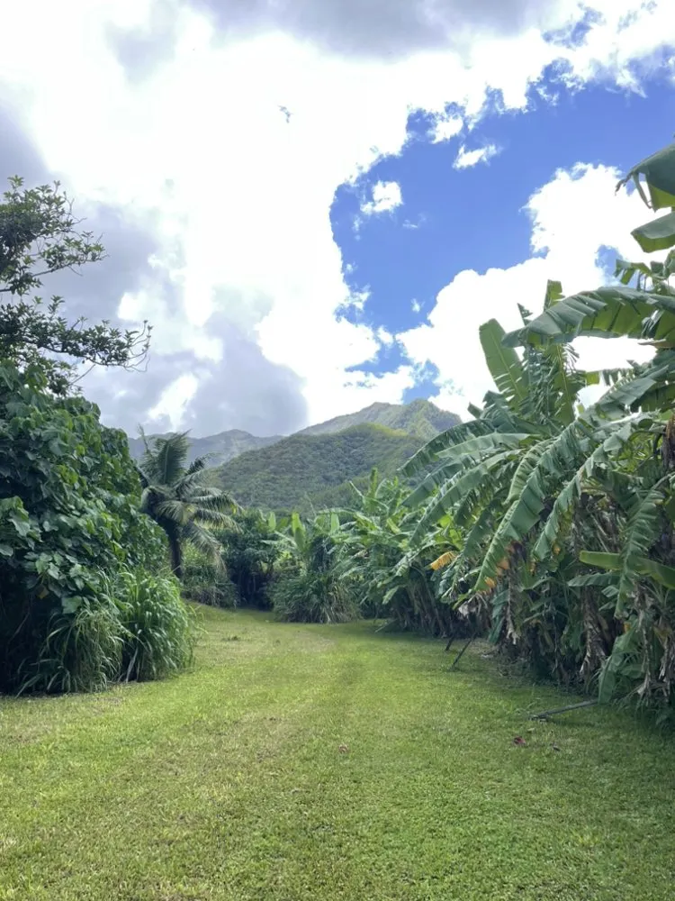 Custom lawn care service near you across Kaneohe, HI - Lee’s Landscaping