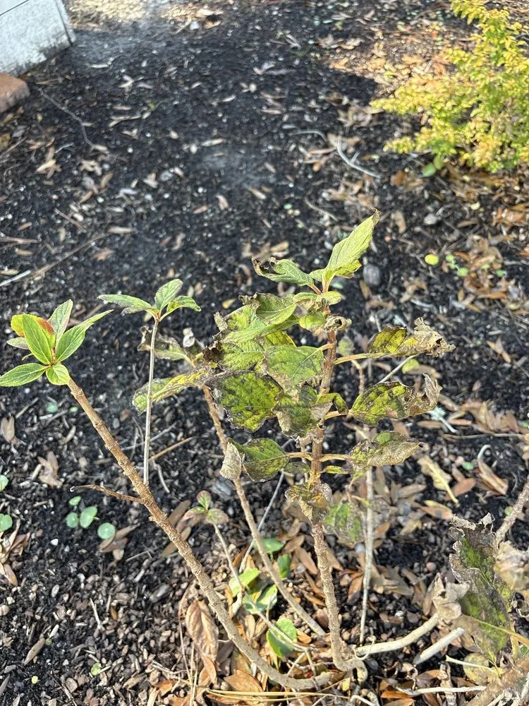 Affordable garden landscaping experts serving Wilmington, NC - Lee's Landscaping