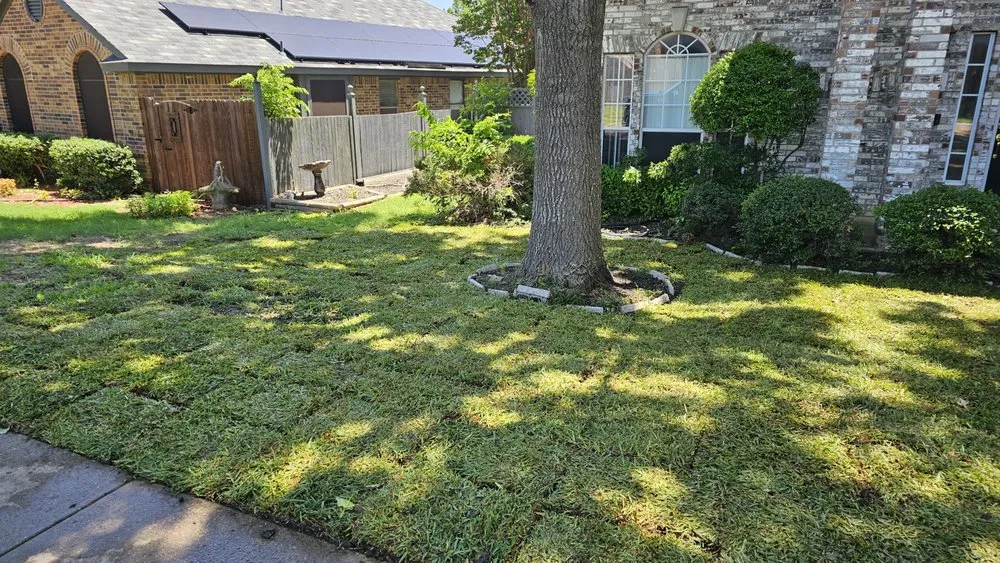 Professional lawn care service near you across Dallas, TX - Lee's Lawn