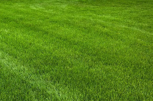 Reliable garden landscaping for beautiful yards in Edinburg, TX by Lee’s Lawn Service