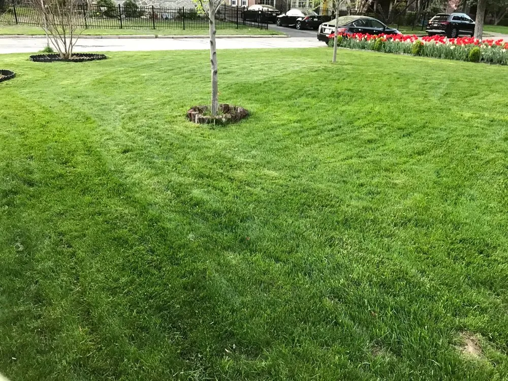 Expert yard maintenance with custom design in Edinburg, TX by Lee’s Lawn Service